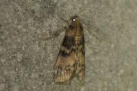 Euzophera pinguis