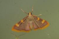 Hypsopygia costalis
