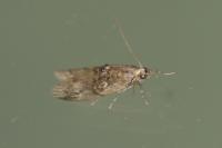 Nephopterix angustella