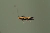 Monopis obviella