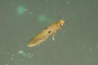 Tinea trinotella