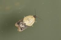 Acleris variegana
