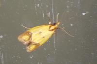 Agapeta zoegana