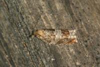Ancylis achatana