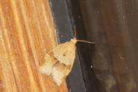 Clepsis consimilana