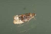 Hedya nubiferana