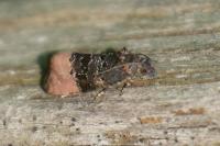 Metendothenia atropunctana