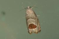 Notocelia uddmanniana