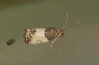 Spilonota ocellana