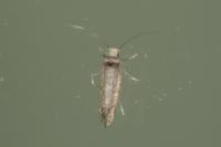 Paraswammerdamia nebulella