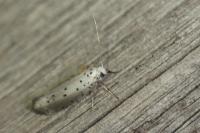 Yponomeuta padella