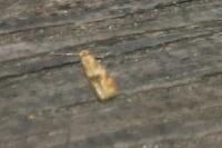 Bucculatrix ulmella