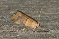Acrobasis repandana