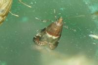 Acrobasis marmorea