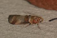 Acrobasis tumidana