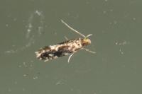 Nemapogon cloacellus