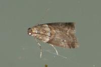 Acrobasis consociella