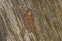 Depressaria daucella