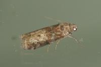 Phycita roborella