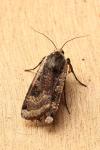 Noctua pronuba
