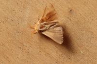 Malacosoma neustria