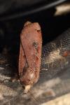 Noctua pronuba