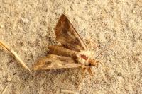 Conisania luteago