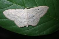 Scopula nigropunctata