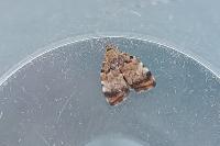 Choreutis pariana