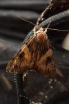 Catocala fulminea
