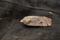 Noctua pronuba