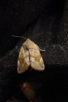 Cosmia affinis