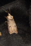 Agrotis segetum