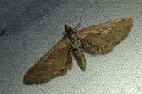 Eupithecia scopariata