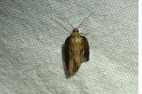 Acleris hastiana