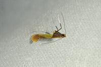 Caloptilia alchimiella