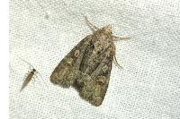 Oligia latruncula