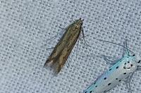 Metzneria metzneriella