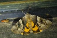 Catocala fulminea