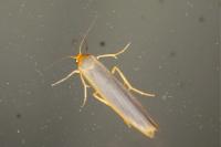 Manulea complana