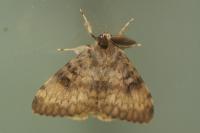 Lymantria dispar