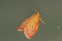Miltochrista miniata