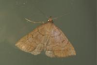 Zanclognatha lunalis