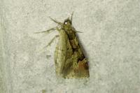 Catarhoe rubidata