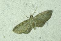 Eupithecia tenuiata