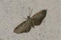 Eupithecia tenuiata