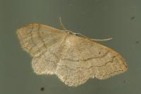 Idaea aversata