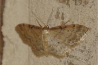 Idaea fuscovenosa