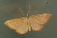 Idaea ochrata