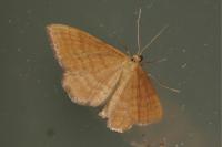 Idaea ochrata